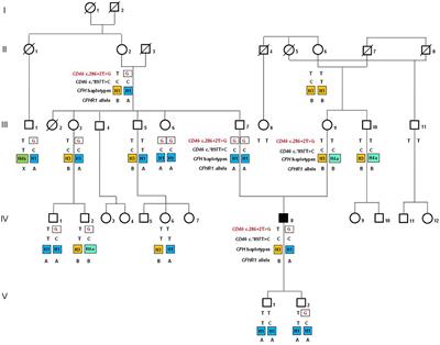 Molecular Studies and an ex vivo Complement Assay on Endothelium Highlight the Genetic Complexity of Atypical Hemolytic Uremic Syndrome: The Case of a Pedigree With a Null CD46 Variant